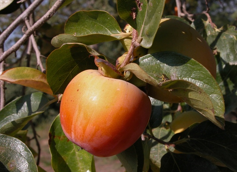 Caqui Diospyros Kaki