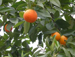 taronja dolça
